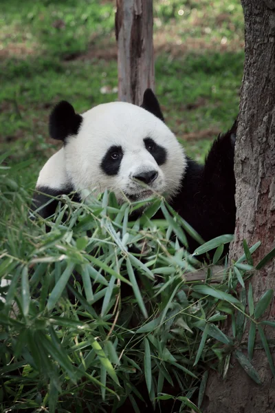 可爱的熊猫小熊吃在夏季环境的肖像 免版税图库照片