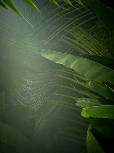 Frammento Vista Della Bella Nebbia Verde Giungla Tropicale — Foto Stock