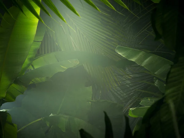 素晴らしい霧の緑の熱帯ジャングルの断片的な眺め — ストック写真