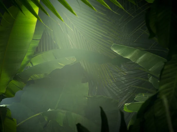 Visão Fragmento Selva Tropical Verde Névoa Agradável — Fotografia de Stock