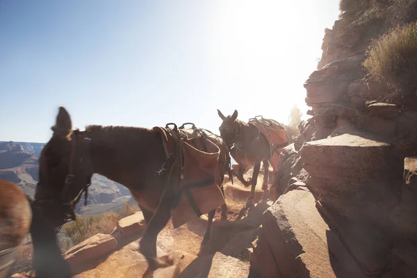 Vista Alguns Cavalos Que Passam Ambiente Grand Canyon — Fotografia de Stock