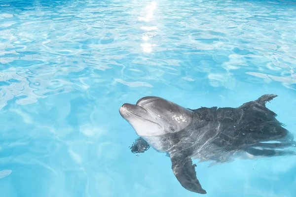 View Nice Bottle Nose Dolphin Swimming Blue Crystal Water — Stock Photo, Image