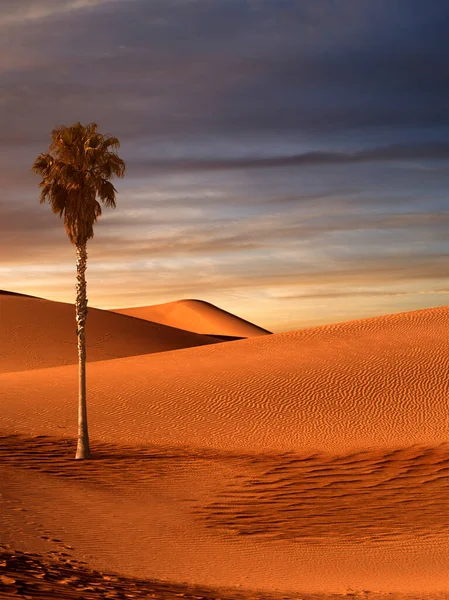 Uitzicht Mooie Zandduinen Palmen Bij Sands Dunes National Park — Stockfoto