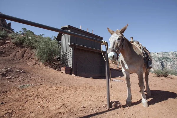 View Nice Horse Mule Grand Canyon Environment — Stock Photo, Image