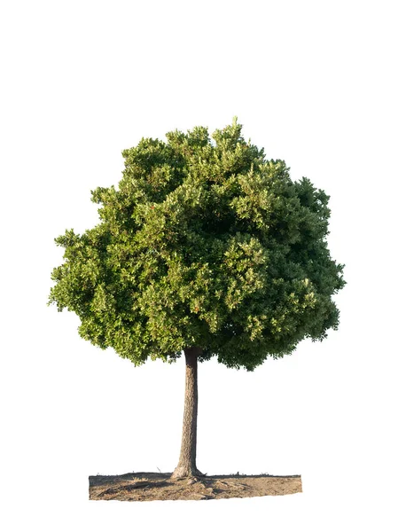 Uitzicht Groene Boom Witte Rug Gemakkelijk Uit Snijden — Stockfoto