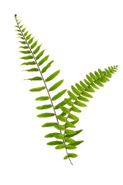 Close up view of nice fresh fern on white back to be cut out clipart