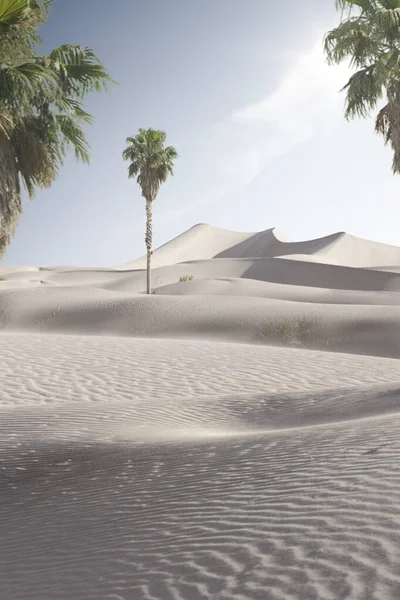 Utsikt Över Fina Sanddyner Och Palm Vid Sands Sanddyner Nationalpark — Stockfoto