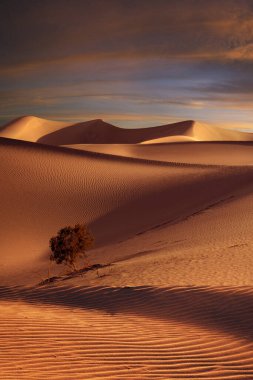 Sands Kumulları Ulusal Parkı 'nda kum tepeleri ve palmiye manzarası