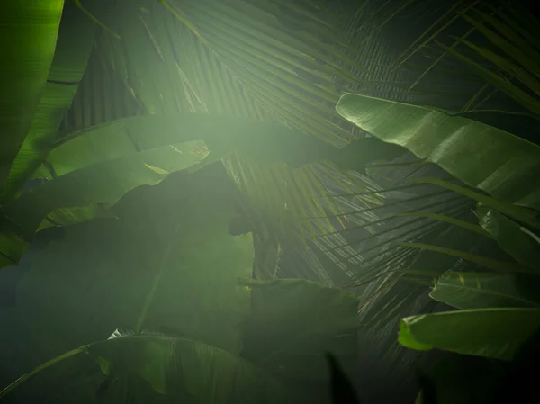 Visão Fragmento Selva Tropical Verde Névoa Agradável — Fotografia de Stock