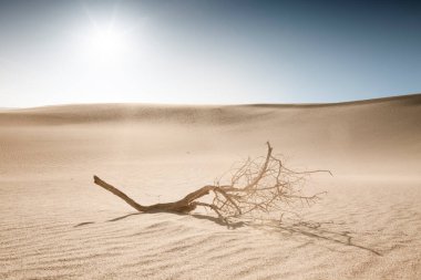 Sands Dunes Ulusal Parkı 'ndaki kumulların manzarası
