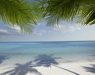 Palmiyeli güzel bir tropik sahil manzarası.