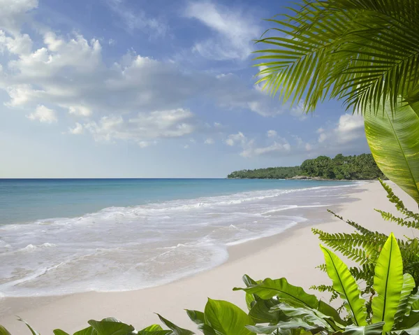 View Nice Tropical Beach Some Palms — Stock Photo, Image