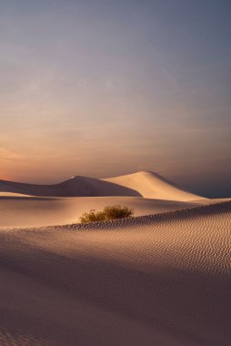 Sands Kumulları Ulusal Parkı 'nda kum tepeleri ve palmiye manzarası