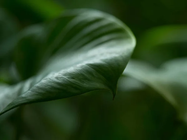 Nahaufnahme Makro Ansicht Von Schönen Grünen Tropischen Blatt Natur Stil — Stockfoto