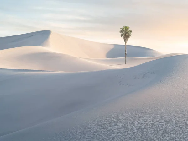 Vue Sur Les Belles Dunes Sable Palmier Parc National Des — Photo