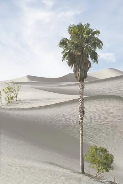 Uitzicht Mooie Zandduinen Palmen Bij Sands Dunes National Park — Stockfoto