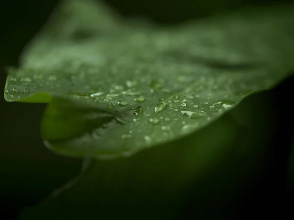 Close Makro Widok Ładny Zielony Liść Tropikalny Natura Styl — Zdjęcie stockowe