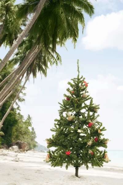 热带的 x mastropic 圣诞节 — 图库照片