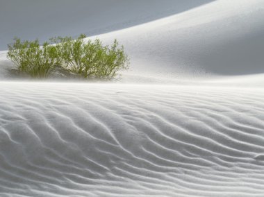 dunesdunes