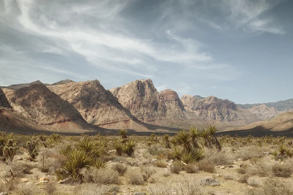 Arizonaarizonaarizonaarizonaarizonaarizonaarizonaarizonaarizonaarizonaarizonaarizonaarizonaarizonaarizonaarizonaarizona — Stockfoto