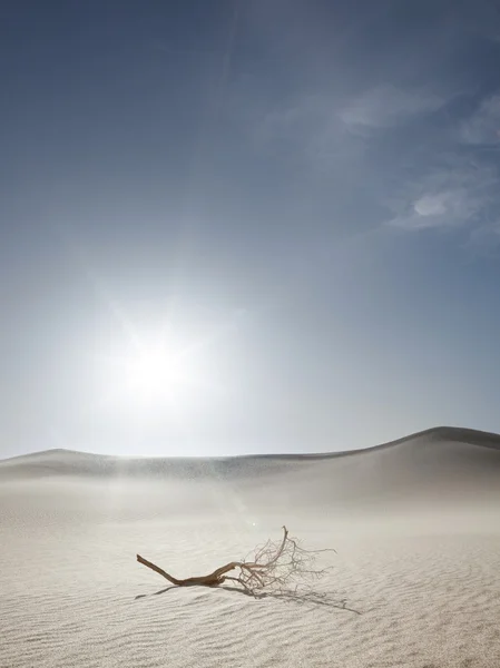 Çöl desertin desertin — Stok fotoğraf