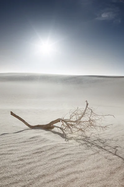 Im sandigen Sand — Stockfoto