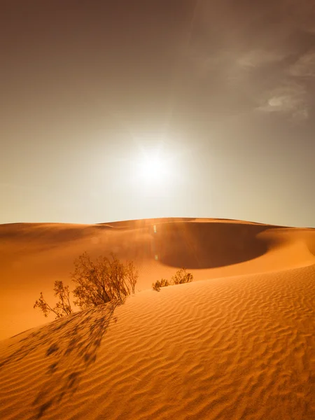 Desert — Stock Photo, Image