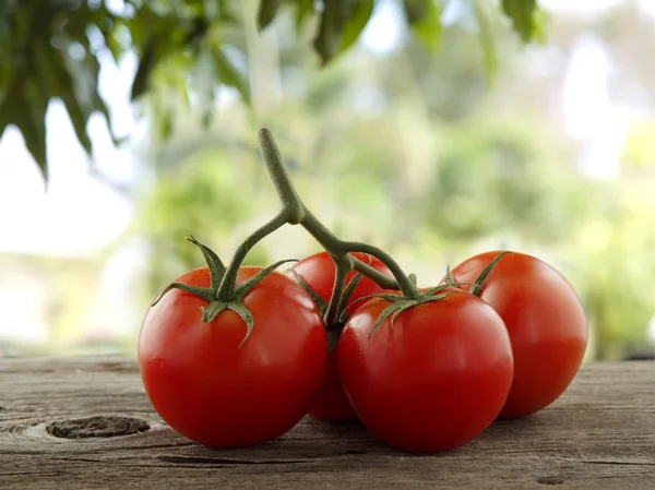 Tomatoes — Stock Photo, Image