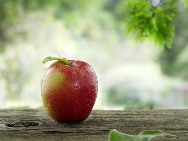 Jediné jablko — Stock fotografie