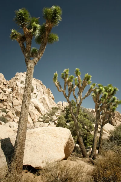 Joshua Tree — Stock fotografie