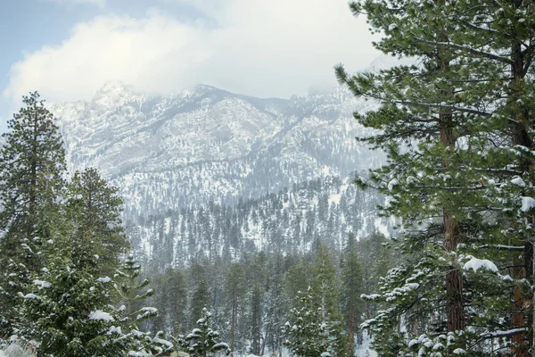 Neve e floresta — Fotografia de Stock