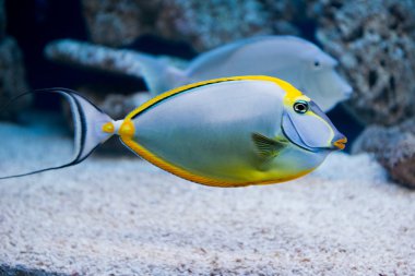 Naso lituratus - barcheek unicornfish