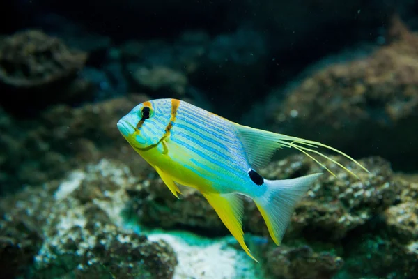 Pargo - symphorichthys spilurus — Fotografia de Stock