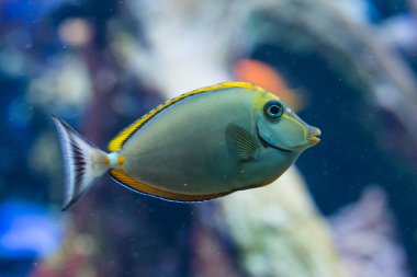 Naso Elegans - zarif unicornfish - tuzlu su balık