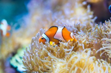 Amphiprion ocellaris - palyaço balığı - tuzlu su balık