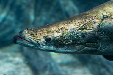 Arapaima gigas - tatlı su balığı