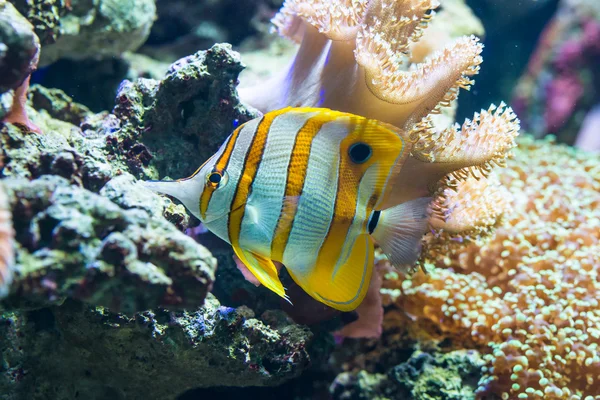 Chelmon rostratus (ハシナガチョウチョウウオ) - 海水魚 — ストック写真