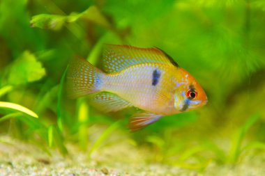mikrogeophagus ramirezi, ram Çiklit, erkek