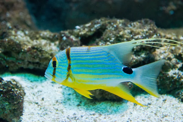 Pargo - Symphorichthys spilurus — Foto de Stock