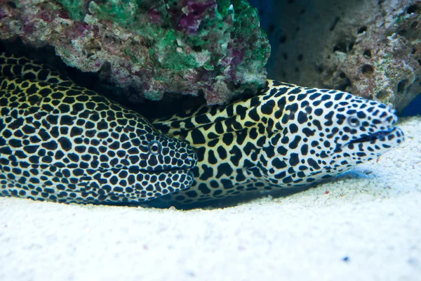 Gymnothorax favagineus -  laced moray — Stock Photo, Image