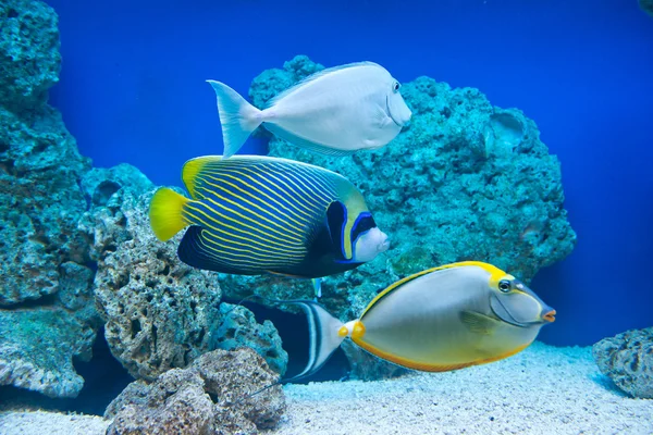 Naso lituratus, Pomacanthus imperator, Naso unicornis — Foto Stock