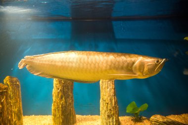 Osteoglossum bicirrhosum - gümüş arowana