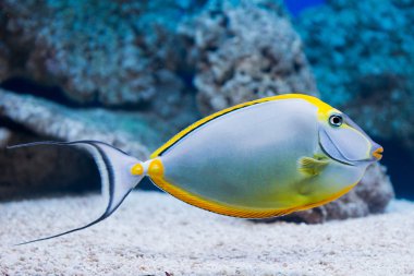 Naso lituratus - barcheek unicornfish