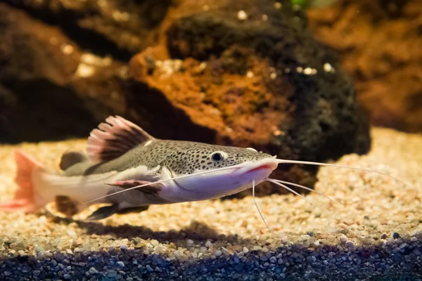 Phractocephalus hemioliopterus - redtail yayın balığı — Stok fotoğraf