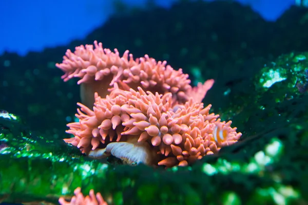 Ausztrál Nagy-korallzátony térségében - buborék tipp szellőrózsa — Stock Fotó