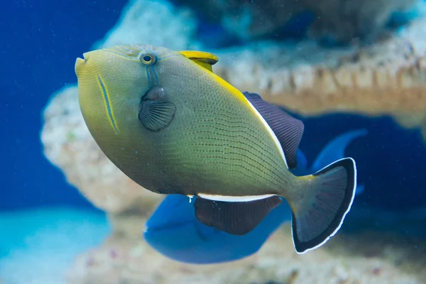 Melichthys indicus - Indian triggerfish — Stock Photo, Image