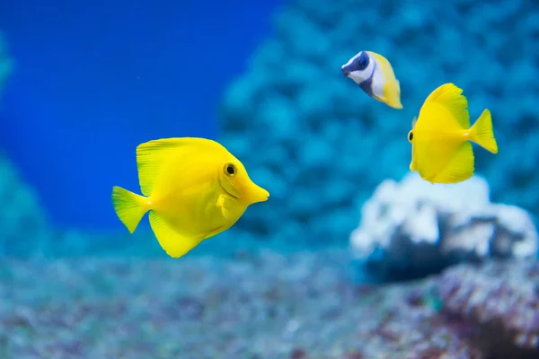 Zebrasoma flavescens - yellow tang — Stock Photo, Image