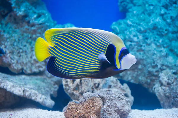 Pomacanthus imperator - pez ángel emperador —  Fotos de Stock