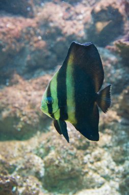Platax orbicularis - Orbicular Spadefish