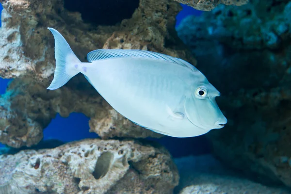 Naso unicornis - bluespine unicornfish — Stok fotoğraf